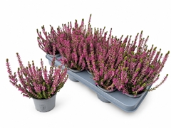 Calluna WiBo's Mix 11Ø 20cm