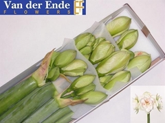 Hippeastrum Double Nymph 80cm