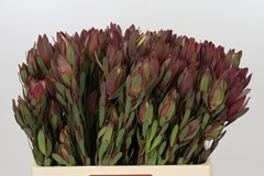 Leucadendron Spray Senorita 60cm Spray