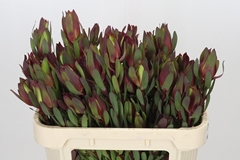 Leucadendron Spray Senorita 70cm Spray