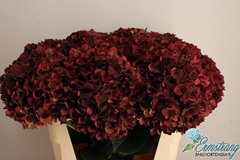 Hydrangea Rubyred Classic 75cm 20-22cm Hd