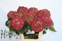 Hydrangea Elbtal Classic 80cm 18-20cm Hd