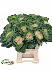 Brassica Crane Bicolour 60cm