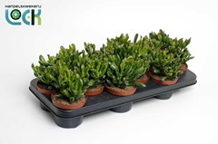 Crassula Horn Tree 10Ø 15cm