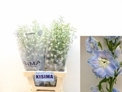 Delphinium Double Magic Fountains Skyblue Whitebee 70cm