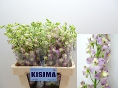 Delphinium Single Trick Pink 60cm