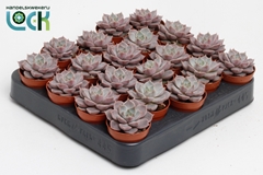 Echeveria 5Ø 8cm