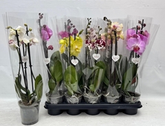 Phalaenopsis Mix 12Ø 45cm 2st