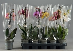 Phalaenopsis Mix 12Ø 45cm 1st