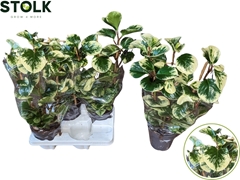 Peperomia Obtusifolia Obtipan Bicolor 14Ø 55cm