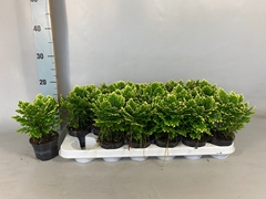 Selaginella Jori 9Ø 15cm