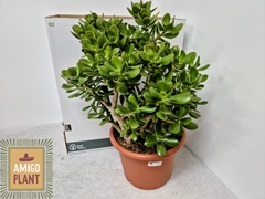 Crassula Ovata 30Ø 55cm