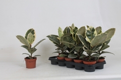 Ficus Tineke 12Ø 40cm