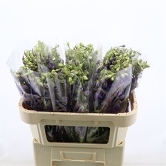 Delphinium Single Deldonna Purple 70cm