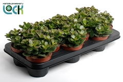 Crassula Minor 10Ø 15cm