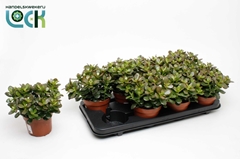 Crassula Minor 12Ø 20cm