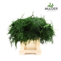 Asparagus Setaceus 45cm