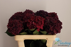Hydrangea Rubyred Purple 60cm 12-14cm Hd