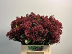 Skimmia Japonica Rubella Per Bunch 45cm