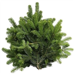 Abies Nordmann 5kg