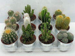 Cactus Mix 9Ø 9cm