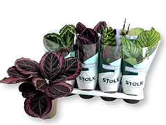 Calathea Mixed 5 Varietys 14Ø 45cm