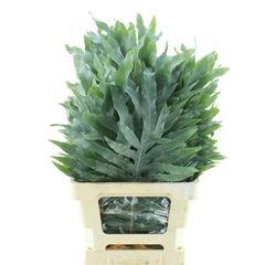 Cyrtomium Fortunei 70cm