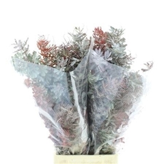 Acacia Baileyana Purpurea Per Bunch 60cm 200gr.