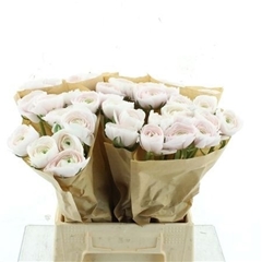 Ranunculus Success Hanoi 45cm 60gr.