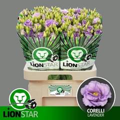 Eustoma Double Corelli Lavender 70cm