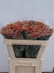 Chrysanth Single Tula Autumn 70cm 85gr.
