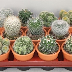 Cactus Mix 9Ø 9cm