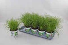 Cyperus Zumula 12Ø 30cm