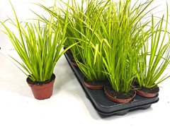 Acorus Ogon 10Ø 25cm