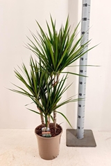 Dracaena 21Ø 100cm