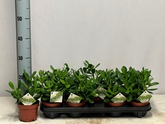 Crassula Ovata 12Ø 23cm