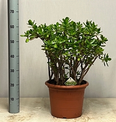 Crassula Ovata 30Ø 65cm