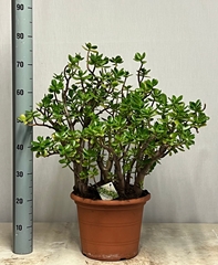 Crassula Ovata 30Ø 75cm