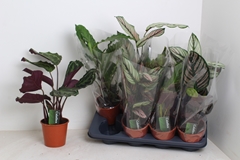 Calathea Mixed 3 Varietys 14Ø 45cm