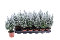 Chamaecyparis Ellwoodii 9Ø 32cm