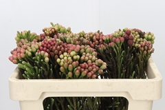 Brunia Laevis Red 50cm