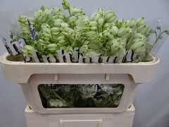 Delphinium Double Dewi Anastasia 65cm