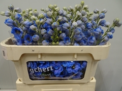 Delphinium Double Dewi Azul 65cm