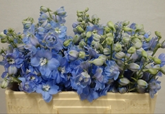 Delphinium Double Dewi Boy 50cm