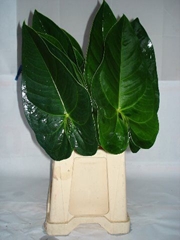 Anthurium Avo Gabriella Leaf 30cm 20cm Hd