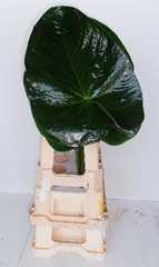 Anthurium Avo Gabriella Leaf 40cm 20cm Hd