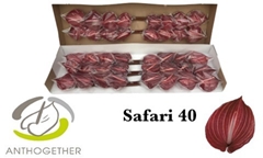 Anthurium Safari 11cm Hd