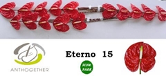 Anthurium Eterno 7cm Hd