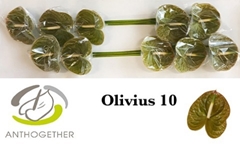 Anthurium Olivius 15cm Hd