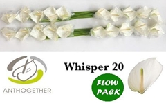 Anthurium Whisper 9cm Hd